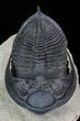 Detailed Zlichovaspis Trilobite - Atchana, Morocco #69748-2